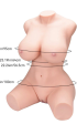 Torso Jennifer